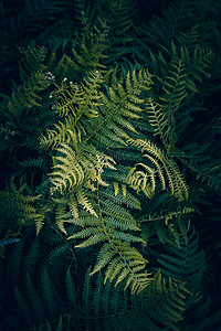 大自然中的绿生植物秋天绿色背景背景图片