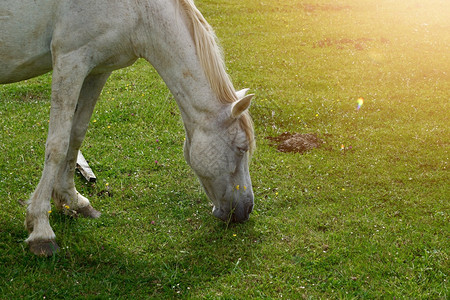 在草地农场放牧的白马肖像图片