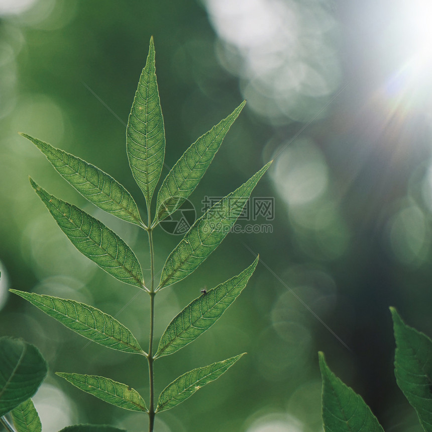 绿树叶在秋天以自然绿底色为天然质素图片