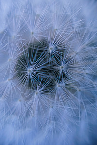 自然界下秋天的抽象dandelion种子图片