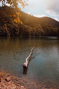 秋天有棕褐树湖大自然的秋色图片