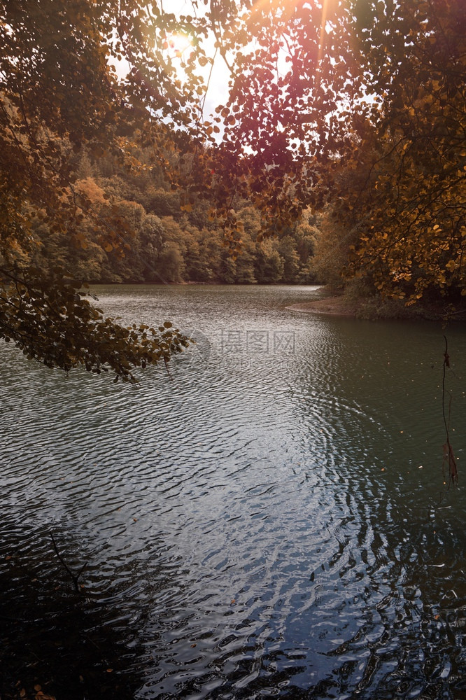 秋天湖中的棕色树自然中的秋色图片