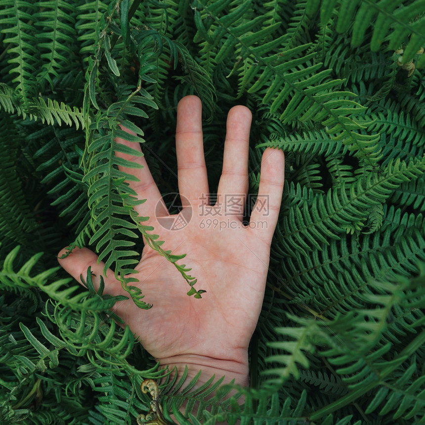 自然中的触摸手叶植物图片