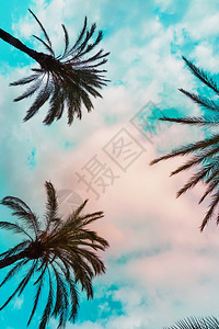 秋天自然中的棕榈树和蓝天空图片