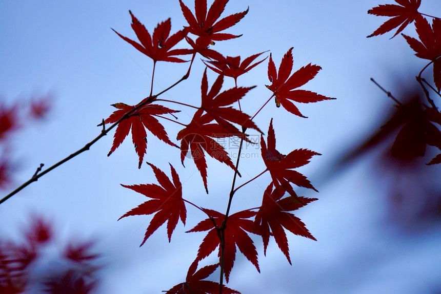 红树叶在秋天色自然颜图片