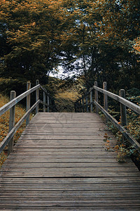 山上有棕树的木桥自然中的秋色图片