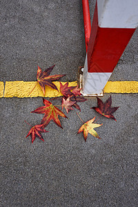 秋天的红树叶自然秋色图片
