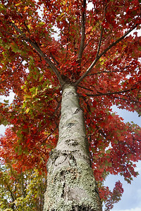自然秋季和色的树图片