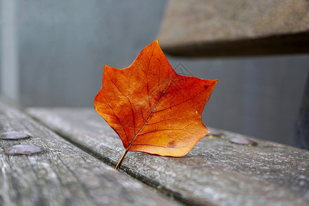 棕树叶装饰秋色背景图片