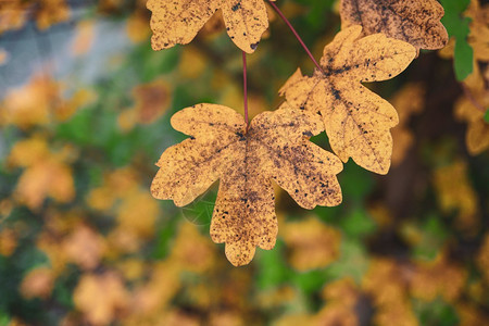秋季黄树叶自然的秋色图片