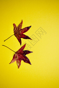 黄色背景的红树叶装饰秋色背景图片