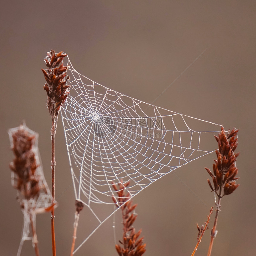 植物上的蜘蛛网在秋天的自然季节秋天的色彩图片