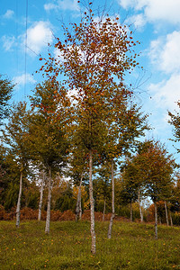 树上自然的秋色季节图片