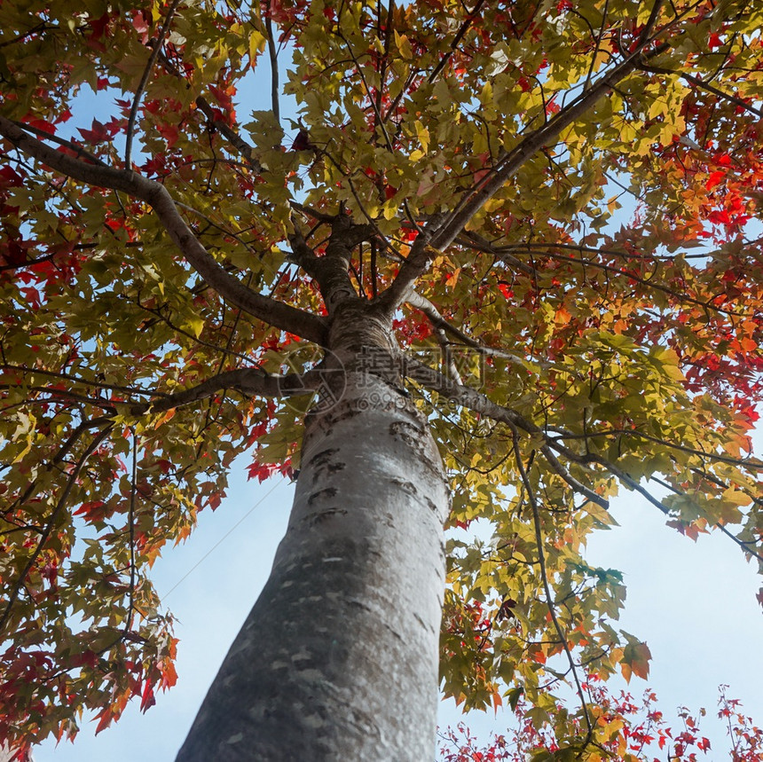 树上自然的秋色季节图片
