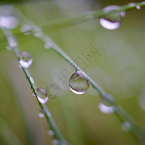 自然中的绿草雨滴秋季绿本底图片