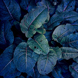 绿色和蓝植物叶和绿色蓝植物叶秋天涂色蓝背景图片