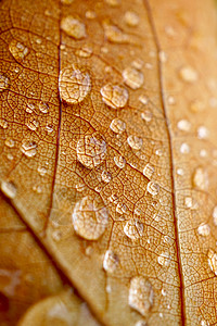 秋季棕叶上的雨滴自然中秋色图片