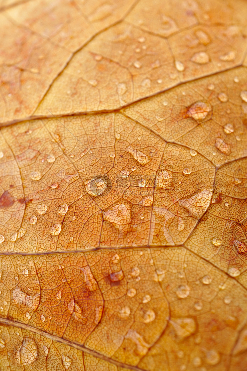 秋季棕叶上的雨滴自然中秋色图片
