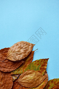 蓝色背景上含秋季颜色的棕叶背景图片