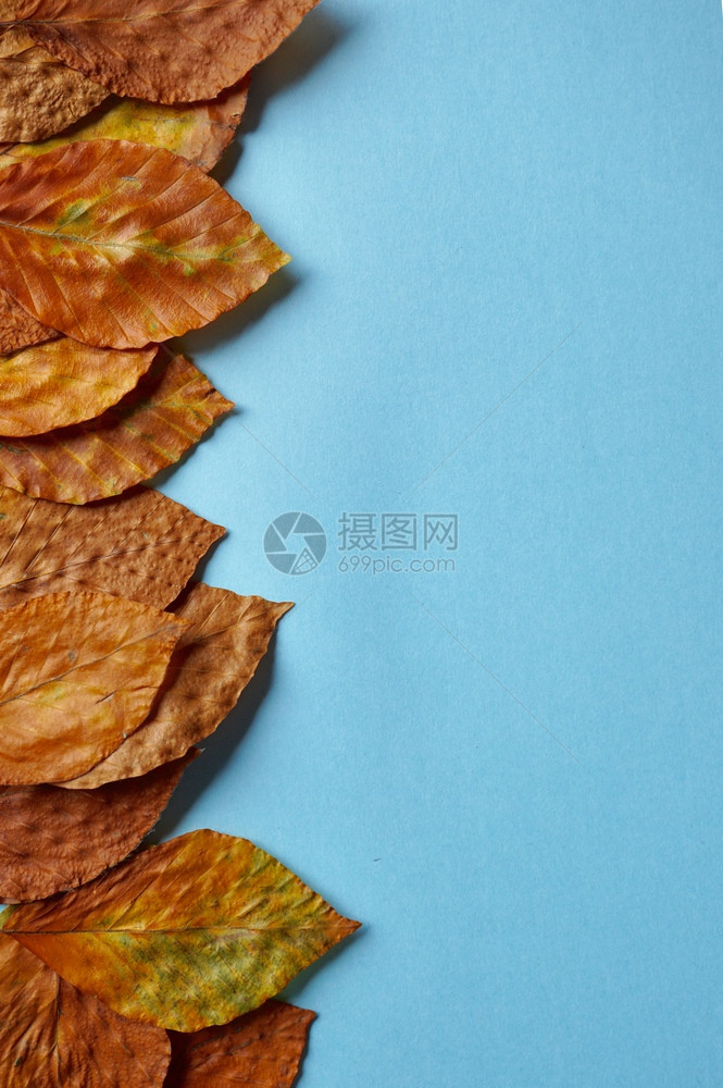 秋季蓝底的色褐树叶图片