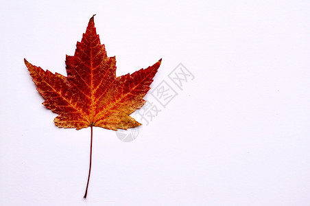 秋季色白底的红绿叶背景图片