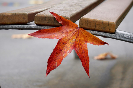 秋天季节自然界有秋色的红叶图片