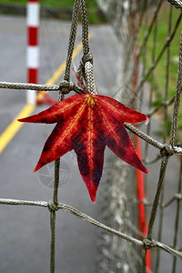 秋季带色的红绿叶图片