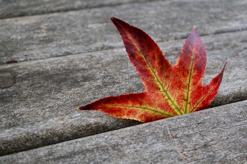 秋季带色的红绿叶图片