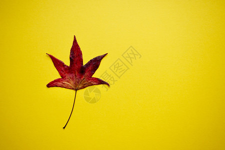 秋季带色的红绿叶背景图片