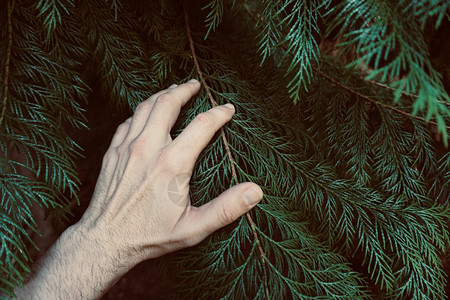 男人手摸感受大自然中的植物图片