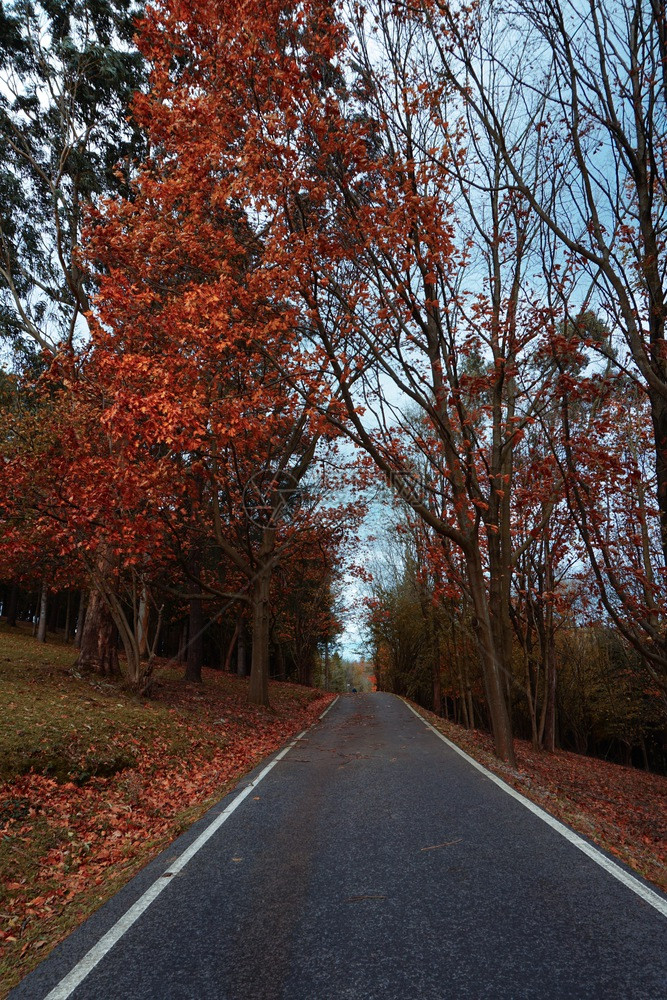 山上有红树和秋山上有秋色季图片