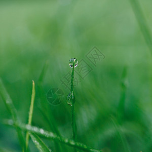 自然中的绿草秋季雨绿色背景背景图片