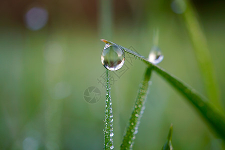 在雨季和绿草地上的雨滴图片