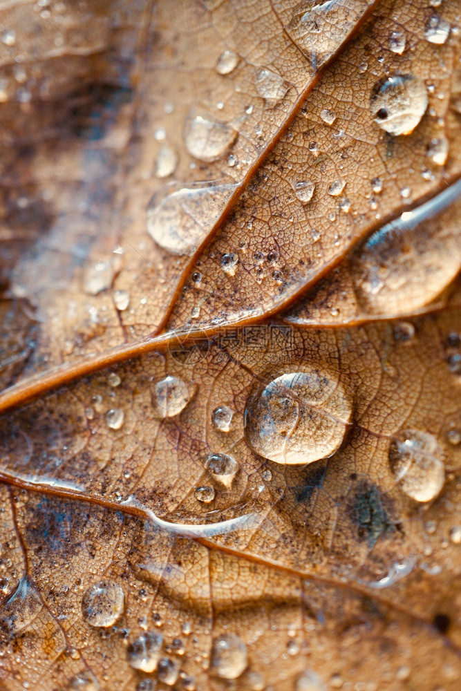 在冬季雨的绿植物叶上的雨滴图片