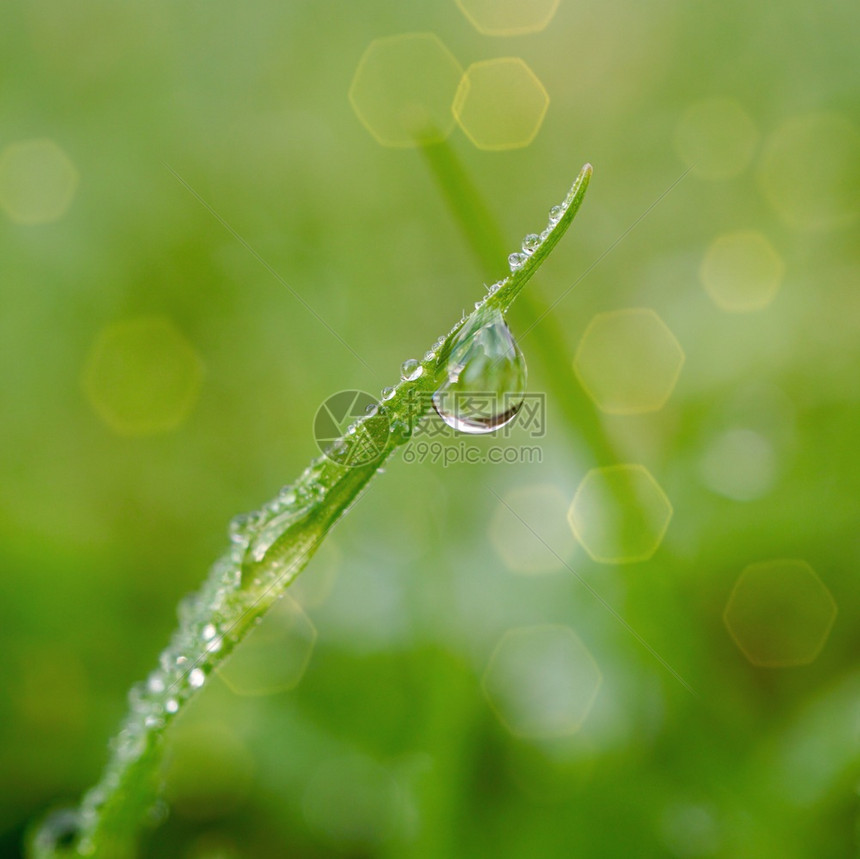 大自然的草叶上下雨滴冬天的图片