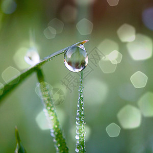 在雨天绿色和明亮的本底在绿草上撒下雨水图片