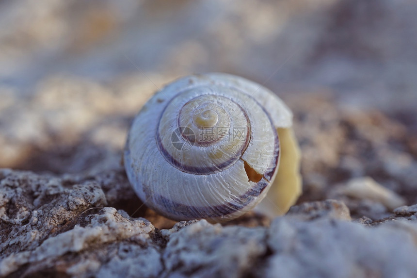 白蜗牛在大自然的地面上图片