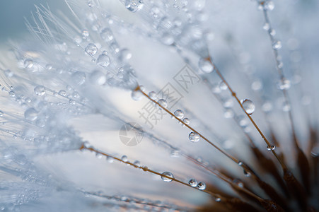 花朵种子上的雨滴春天图片