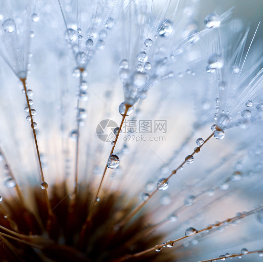 花朵种子上的雨滴春天图片