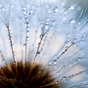 花朵种子上的雨滴春天图片