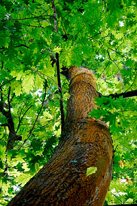 夏季林中树干绿色背景图片