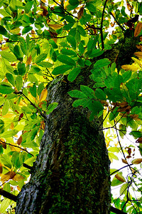 夏季林中树干绿色背景图片