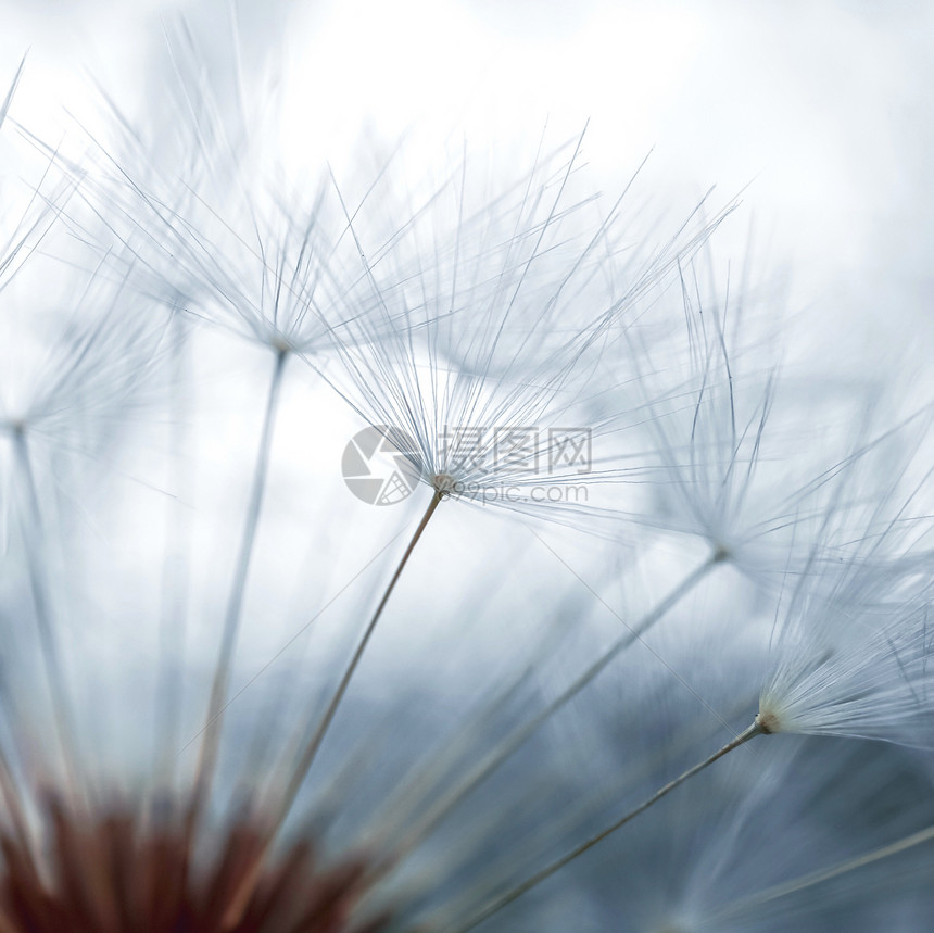 夏季自然白色和抽象背景的花粉种子图片