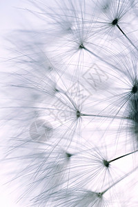 夏季自然白色和抽象背景的花粉种子背景图片