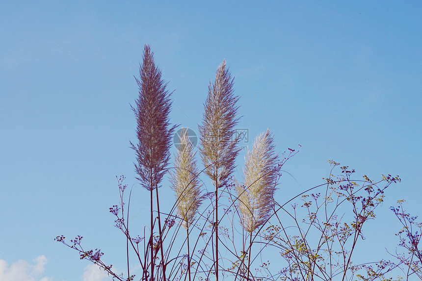 自然中的白植物和蓝天空秋季图片