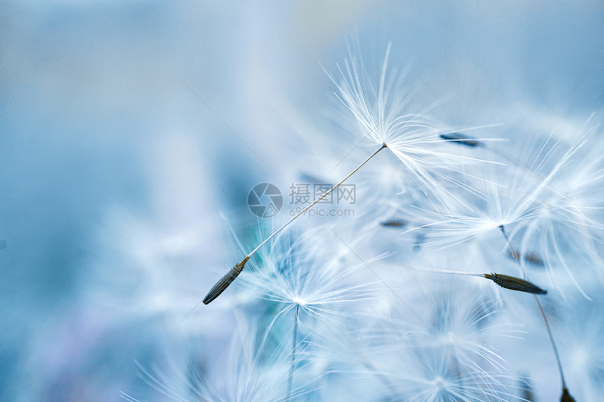 美丽的花朵种子抽象和蓝色背景图片