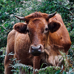 自然界中美丽的棕色奶牛肖像图片