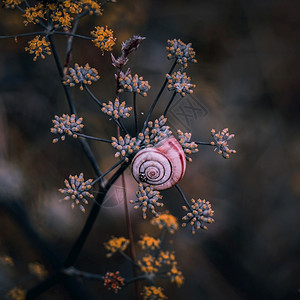 秋季自然植物上美丽的蜗牛图片