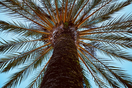 秋季热带气候和的棕榈树图片