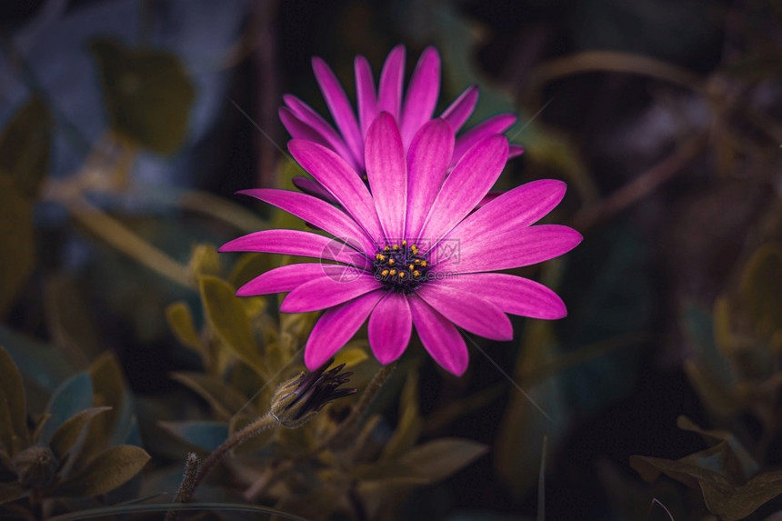 秋季花园的美丽粉红花朵图片